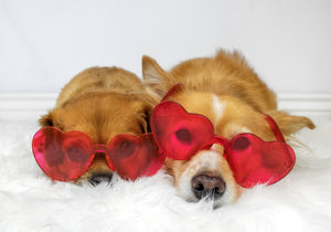 Two dogs lying down next to each other wearing red heart-shaped sunglasses.